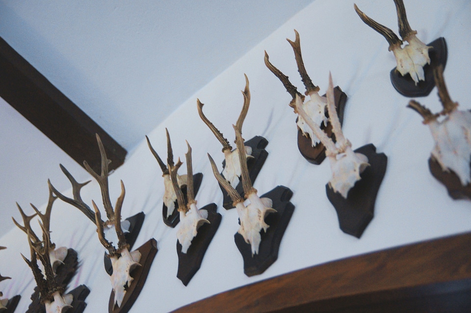Antler bones hunting
