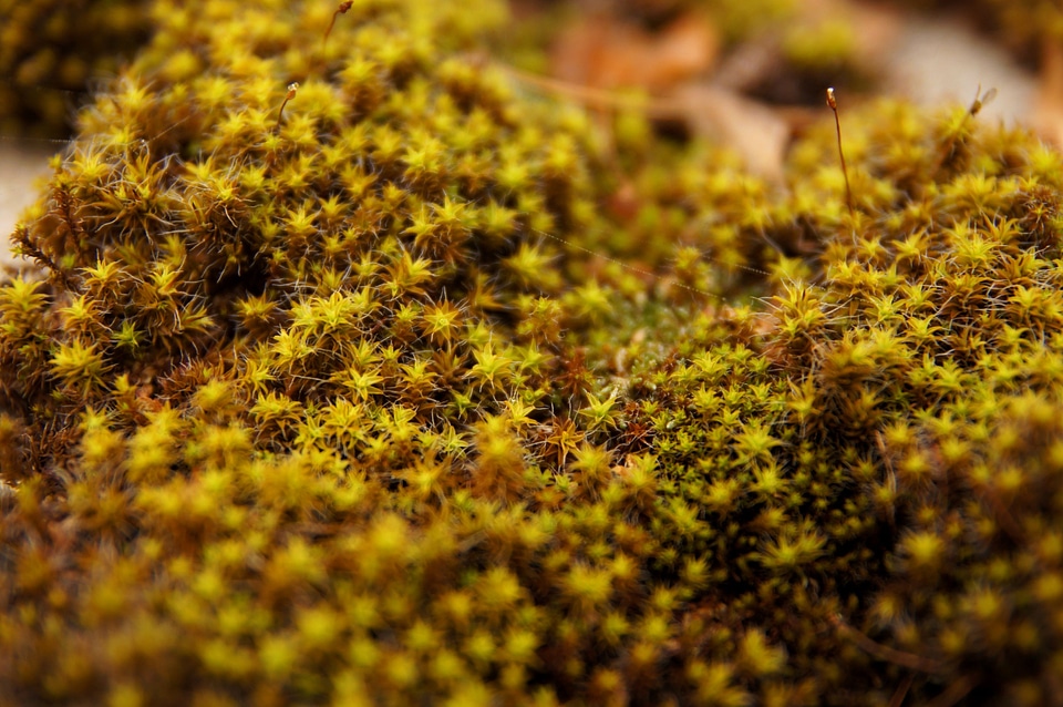 Grass Plants lichen moss
