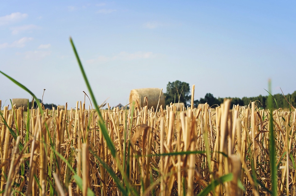 Agriculture crops field