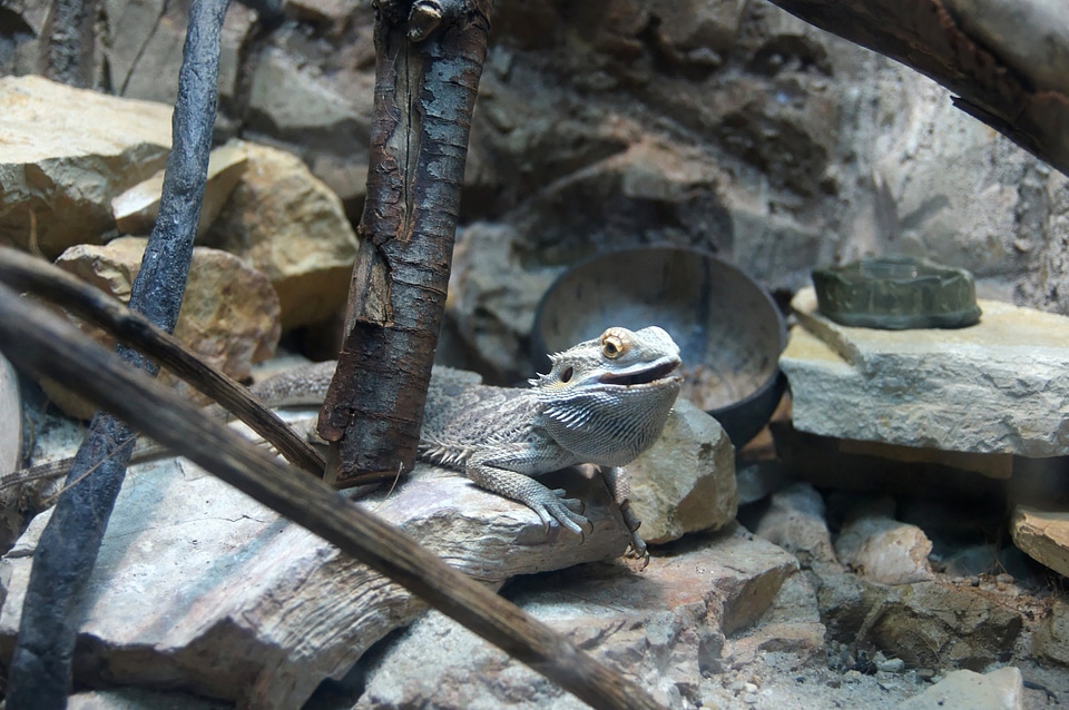 Animal exotic fauna