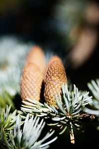 Detail evergreen fir