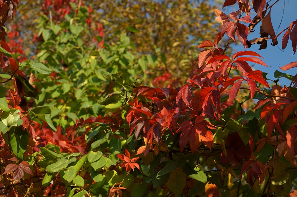 Autumn autumn season colorful