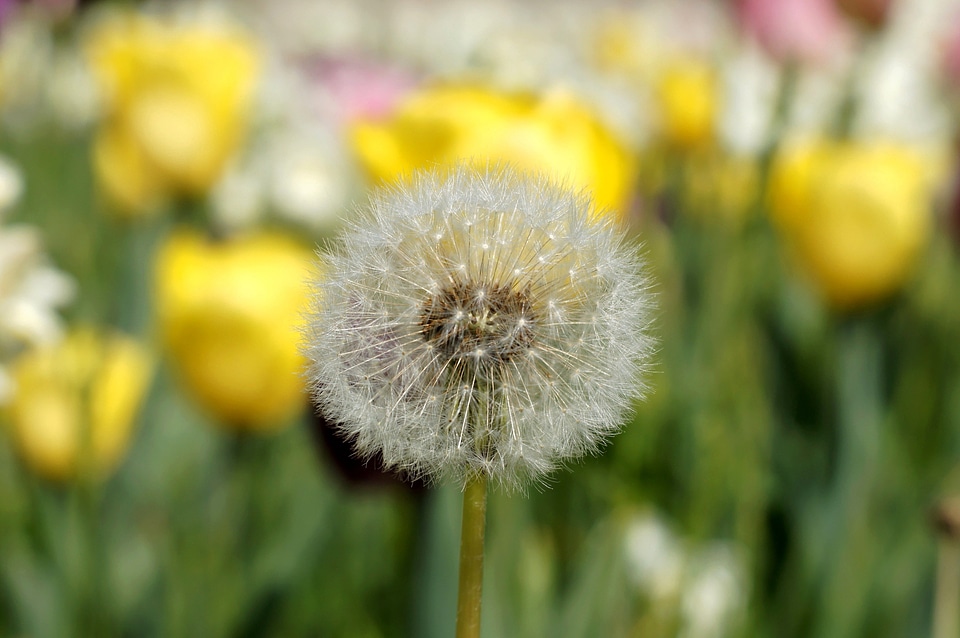 Bloom blooming dandelion