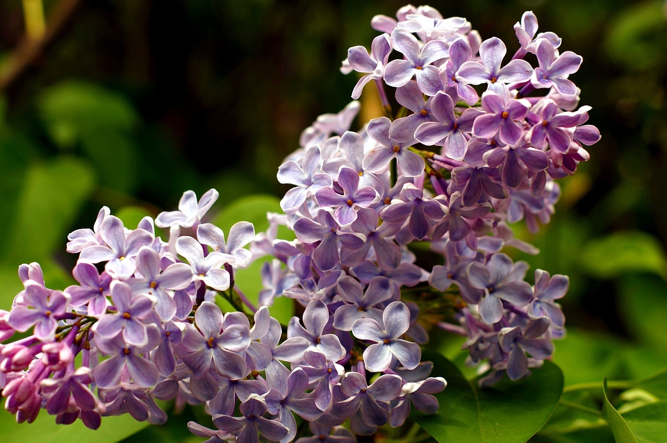 Bloom blooming flower photo