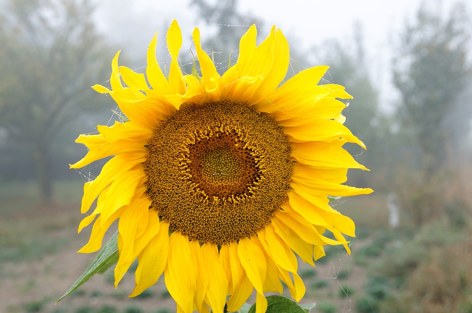 Bloom blooming flower