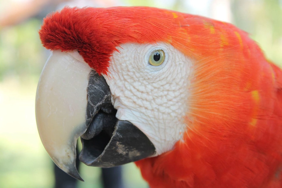 Amazon beautiful photo bird photo