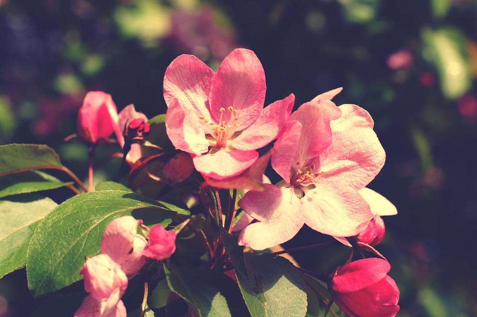 Bloom blooming flower
