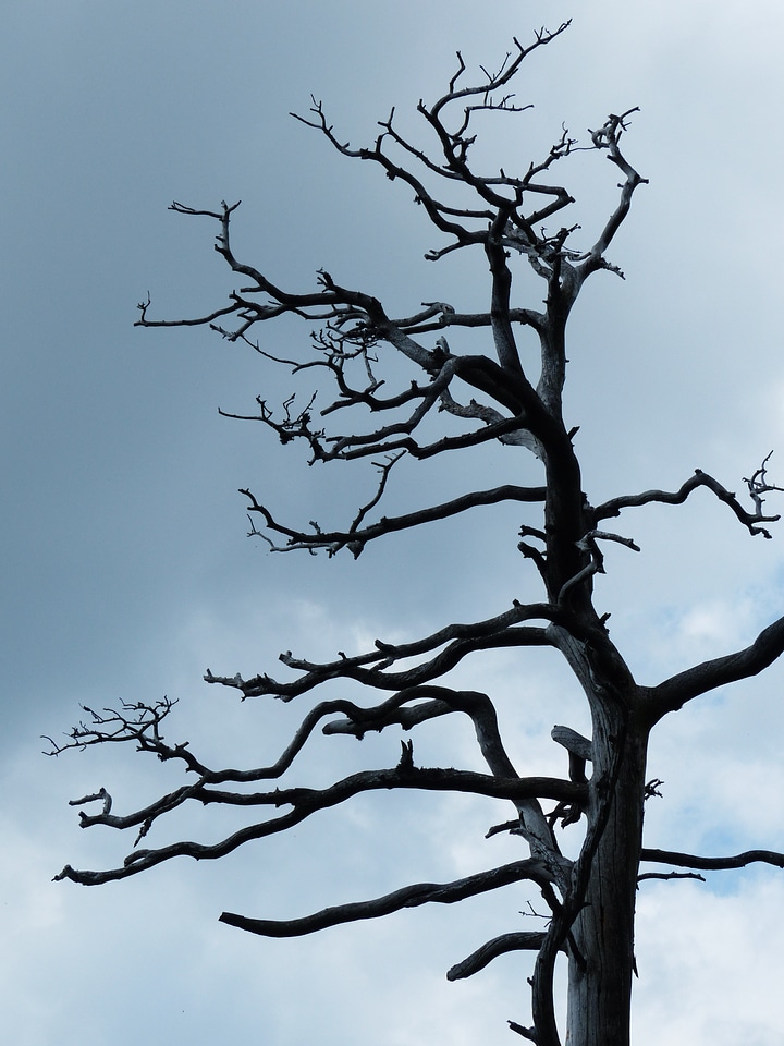 Environmental protection branch gnarled