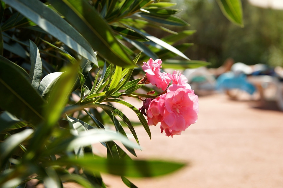 Bloom blooming flower