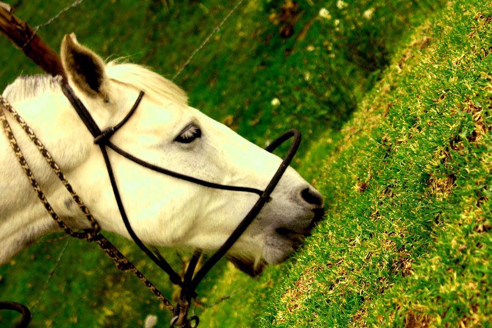 Animal eating fauna