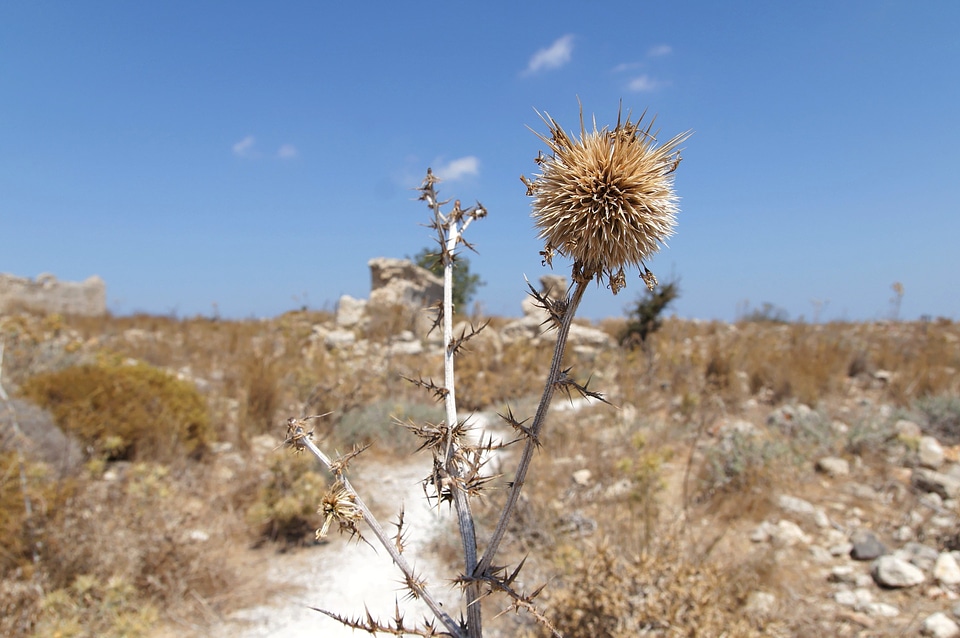 Silybum Marianum summer season summer time