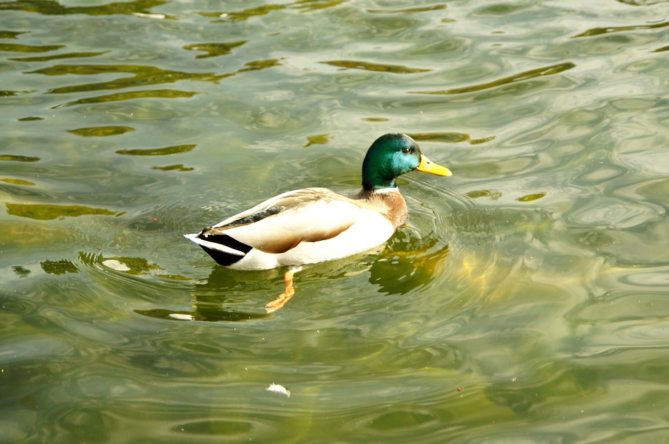 Animal bird duck photo