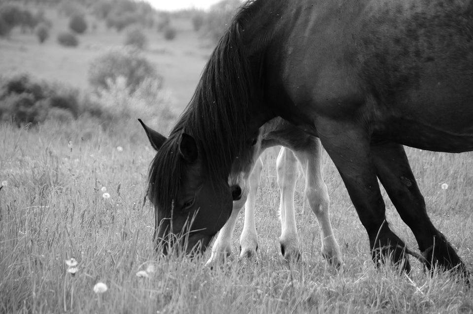 Animal black and white farmland