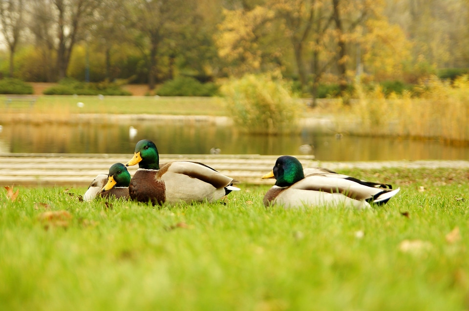 Beautiful Photo birds duck