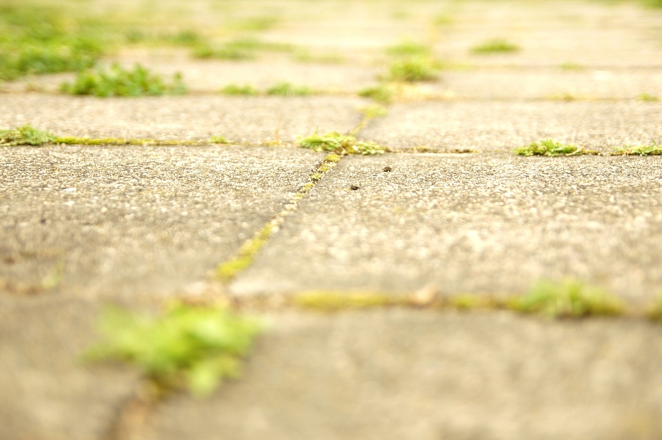 Grass Plants green grass short grass