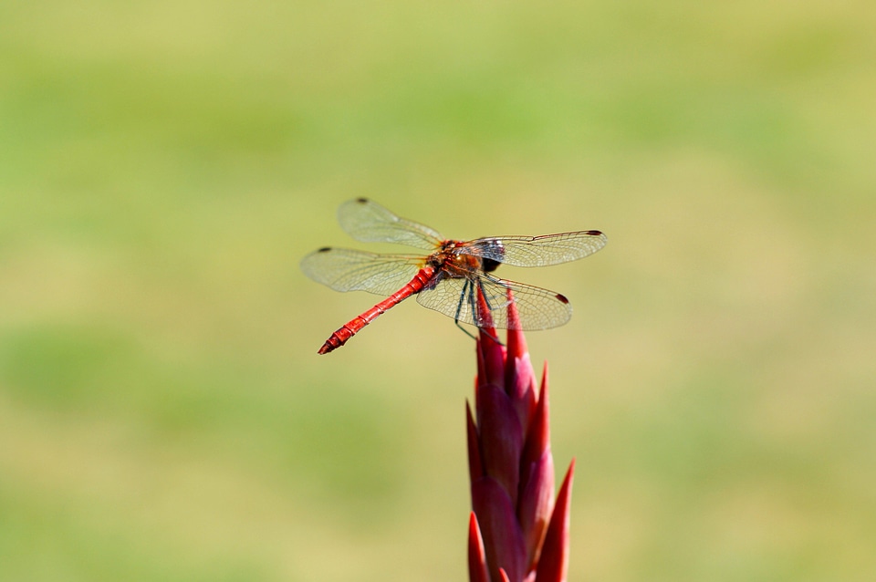 Beautiful Photo dragonfly flower