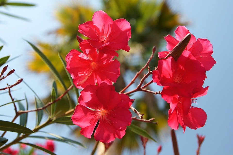 Beautiful Photo branches flower garden