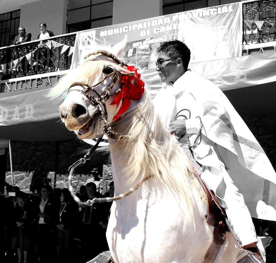 Animal dance festival