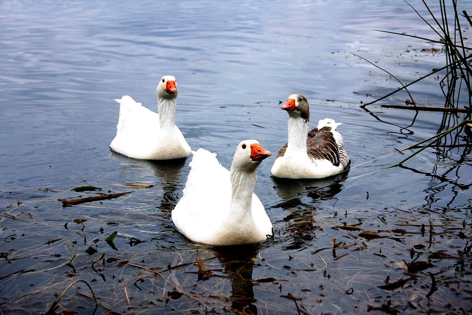 Animal duck ducks