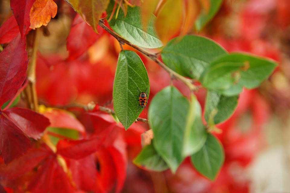 Autumn Season flora leaves