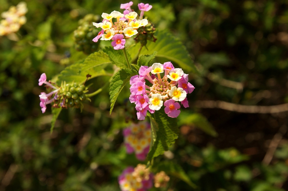 Blooming branches bushes photo