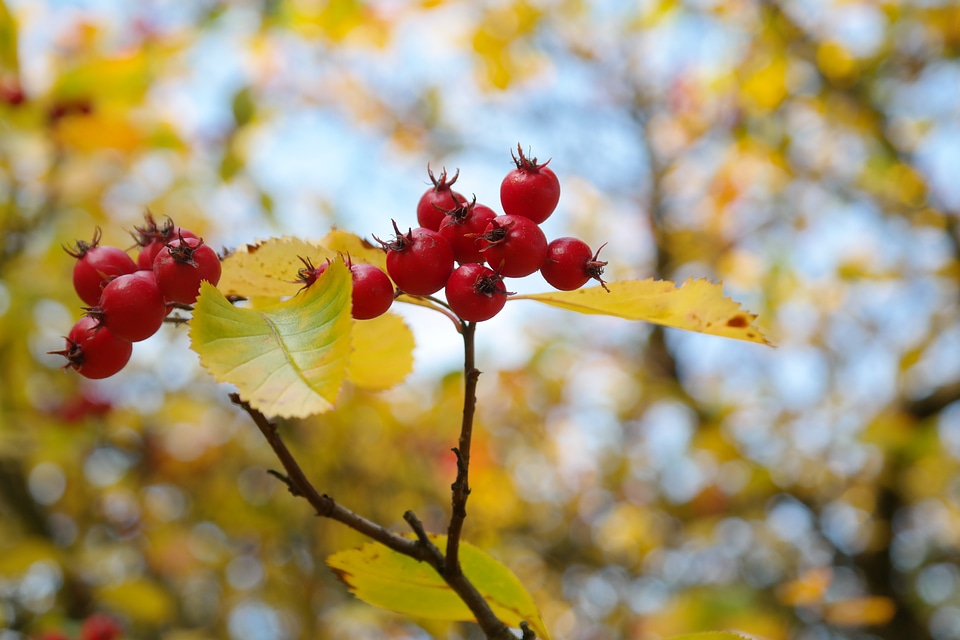 Tree leaves berry red