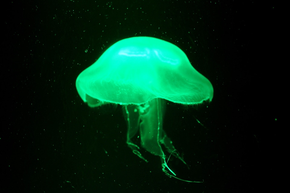 Jellyfish night underwater