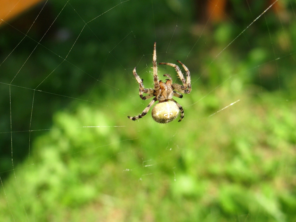Fauna garden spider insect