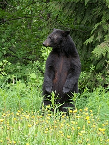 Black bear animal rocky mountains