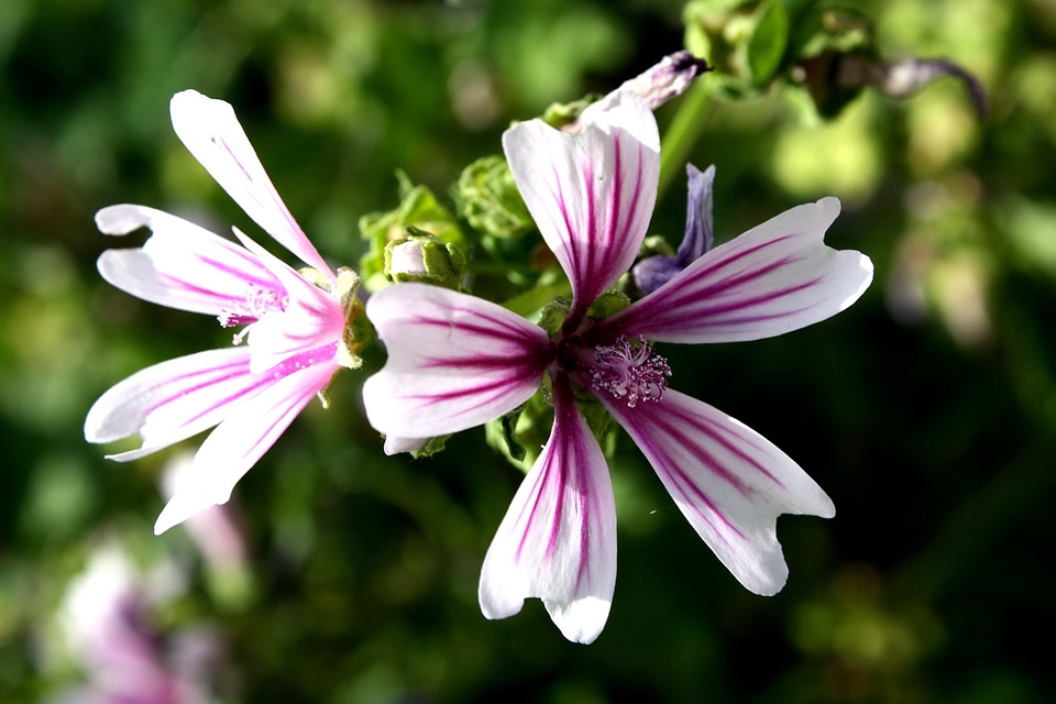 Beautiful Photo flora flower