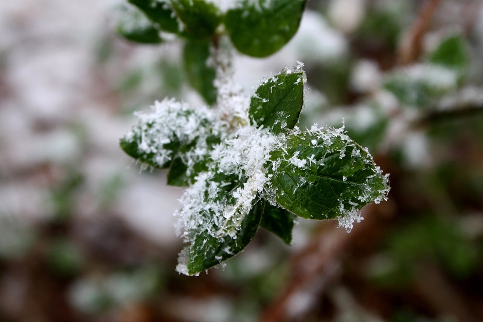 Nature snow snowflake