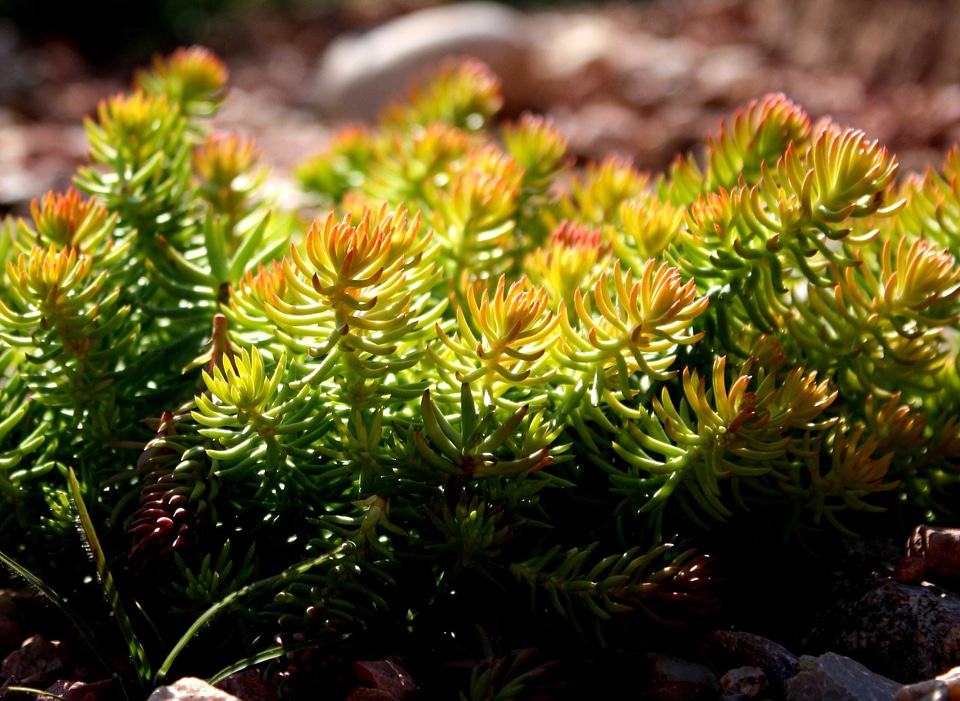 Dark Green greenish yellow plants