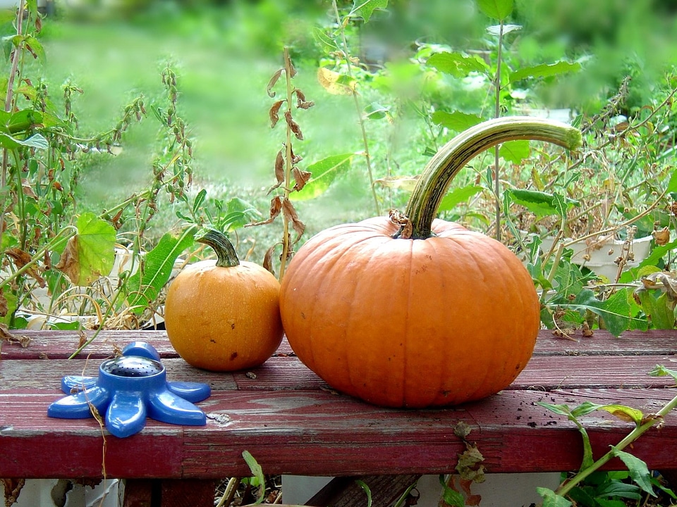 Autumn autumn season bench