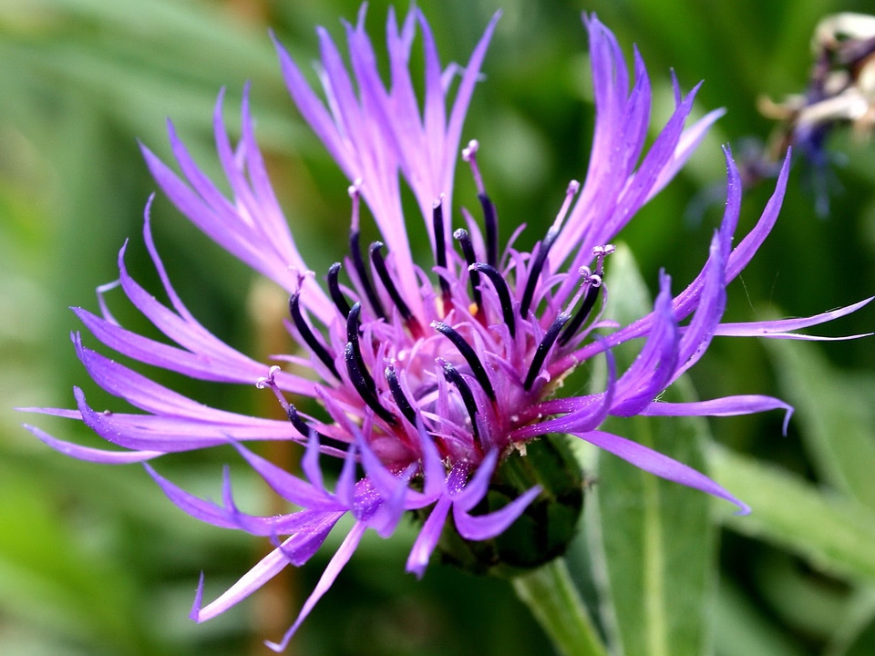 Beautiful Image flora flower