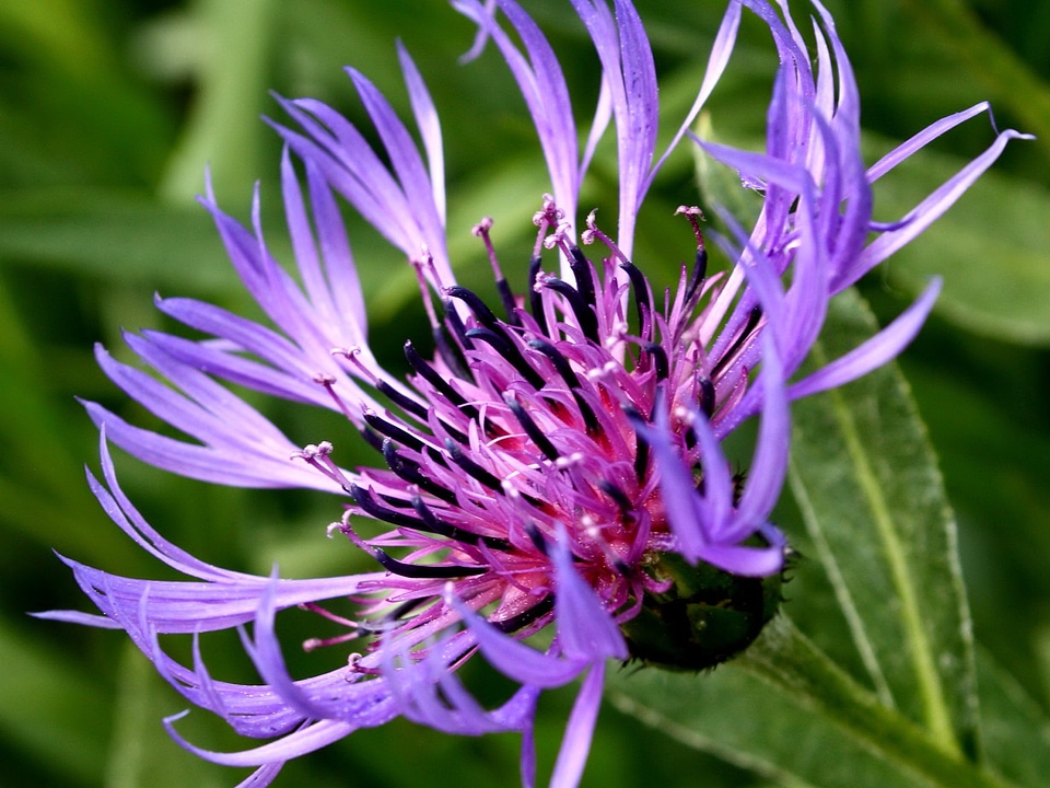 Beautiful beautiful photo flora