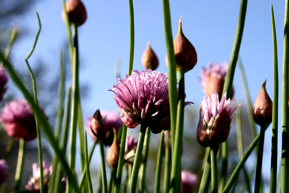 Flora flower flower garden photo