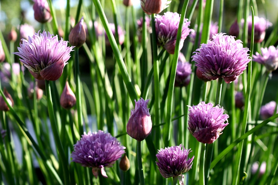 Flora flower flower garden