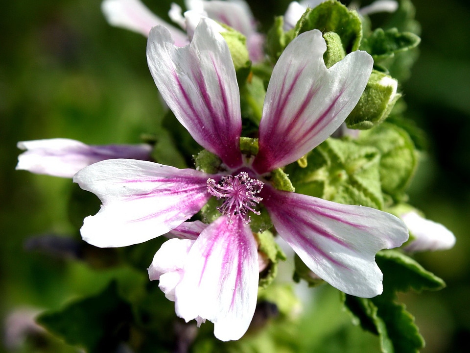 Beautiful Image beautiful photo flora