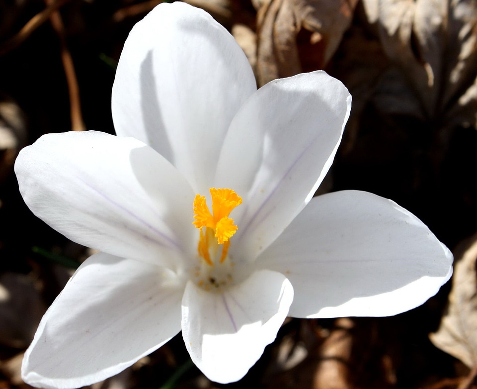 Crocus flora flower