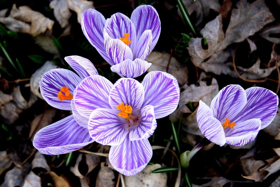 Beautiful Photo crocus flora
