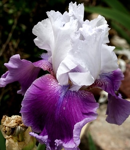 Flora flower flower garden