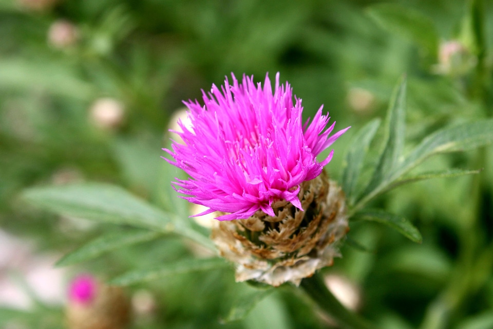 Beautiful Photo flora flower