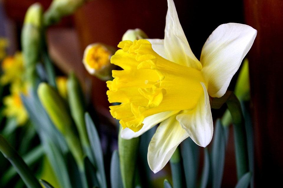 Daffodil flora flower