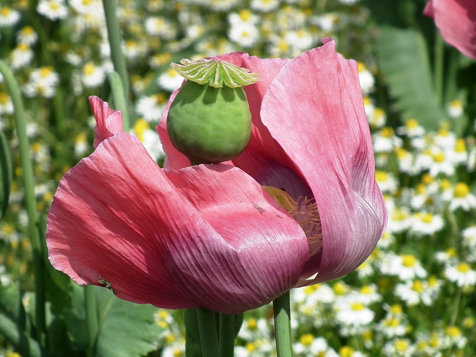 Pink boll mohngewaechs