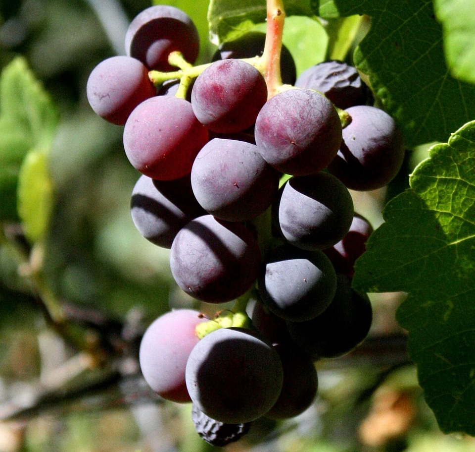 Agriculture diet dietary