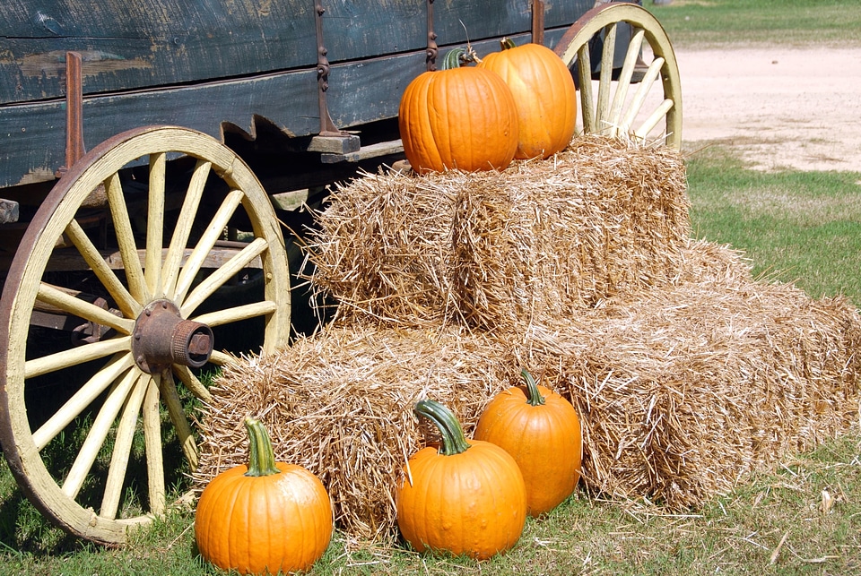 Autumn autumn season beautiful photo