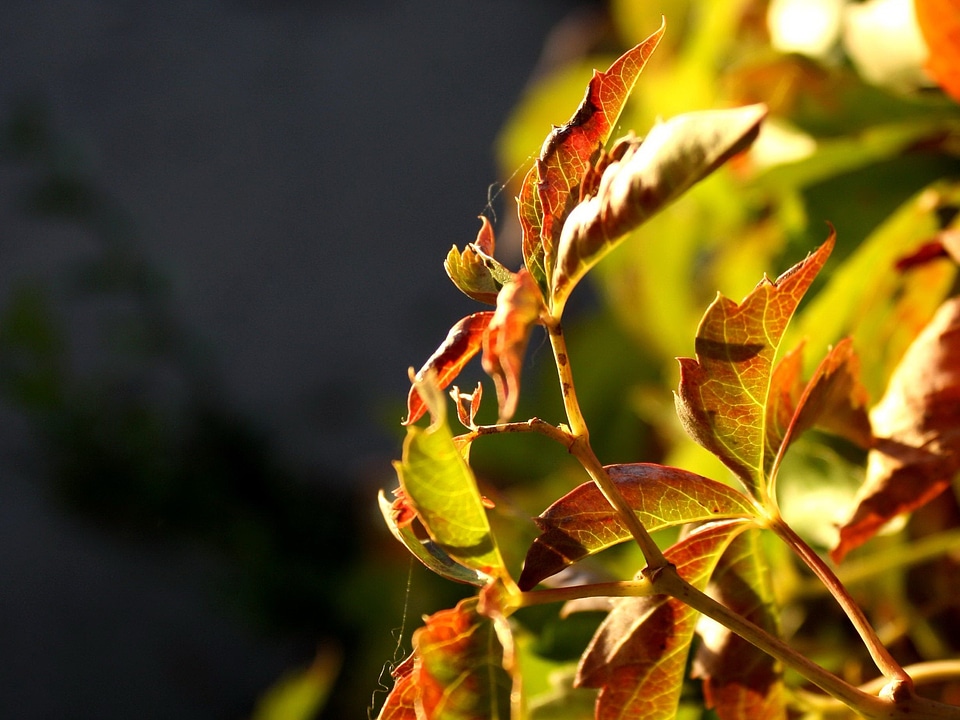 Autumn autumn season leaf