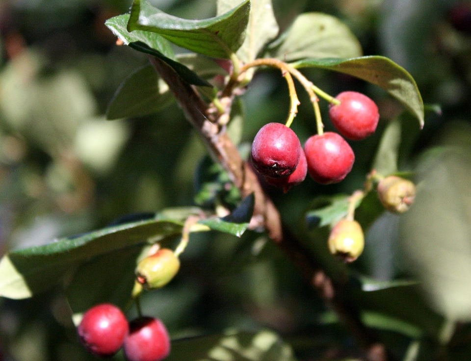 Berries berry dietary