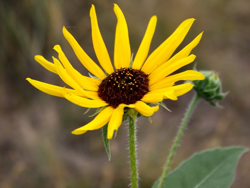 Beautiful Image beautiful photo flower
