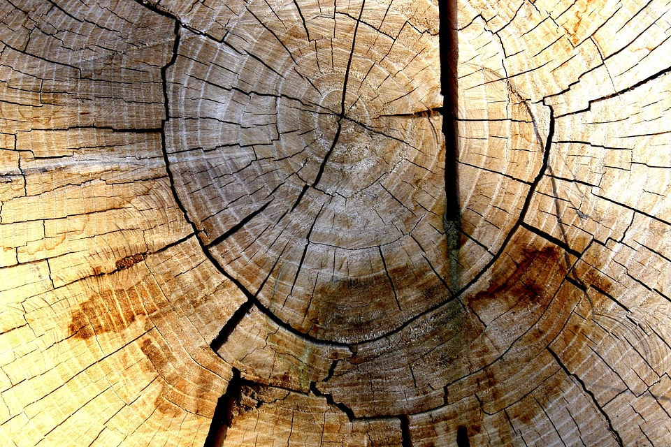 Plank texture wood